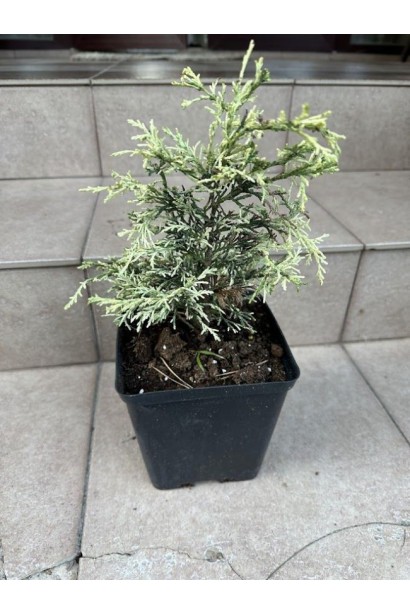 Саджанець Кипарисовик горохоплідний Вайт Бьюті